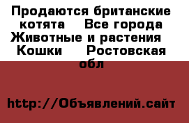 Продаются британские котята  - Все города Животные и растения » Кошки   . Ростовская обл.